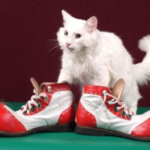 Театр кошек Куклачева с новым спектаклем «Мои любимые Кошки» 