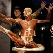 THE HUMAN BODY